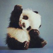 Fuzzy Panda Shorts