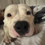 N/A investor activity on DPRO