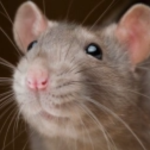 Pompo investor activity on PDD