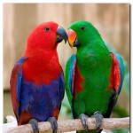 Yo Ipitydafool investor activity on CBOE