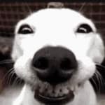 K LEE investor activity on ELVR