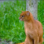 Fernando Guzman investor activity on PHM